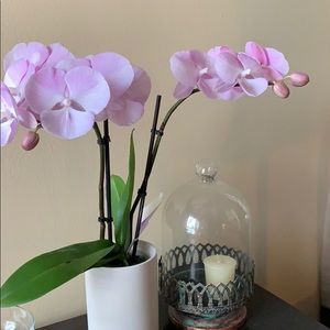 Meet your Posher, Aimee